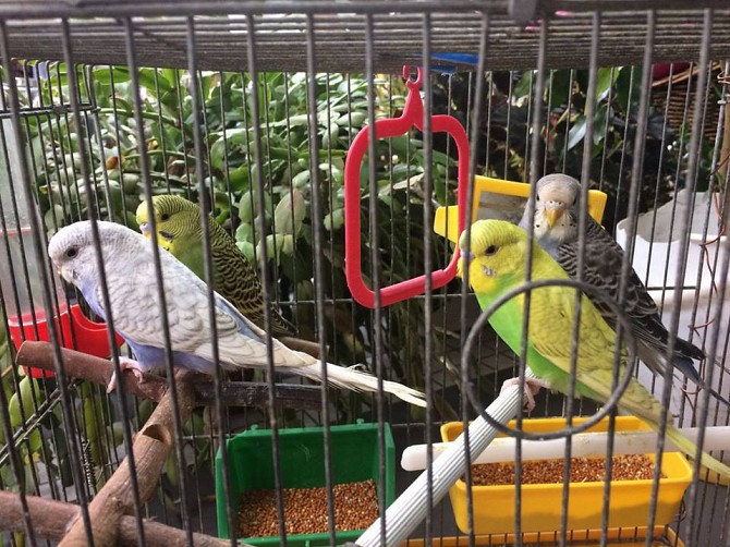Волнистые попугаи - изображение 1