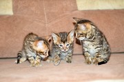 Питомник бенгальских кошек в Молдове