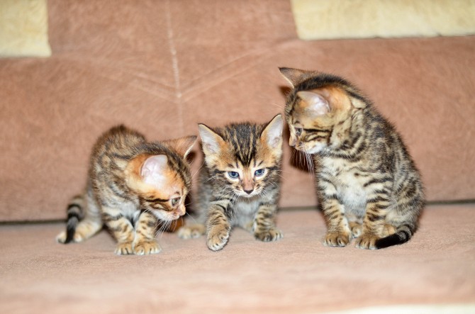 Питомник бенгальских кошек в Молдове - imagine 1